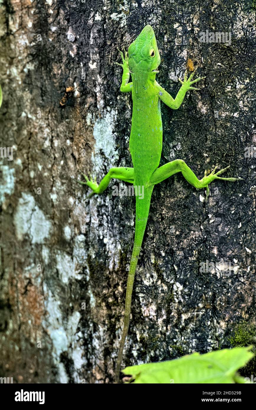 Gemeiner Basilisk (Basiliscus basiliscus) Eidechse, Monteverde Cloud Forest Reserve, Costa Rica Stockfoto