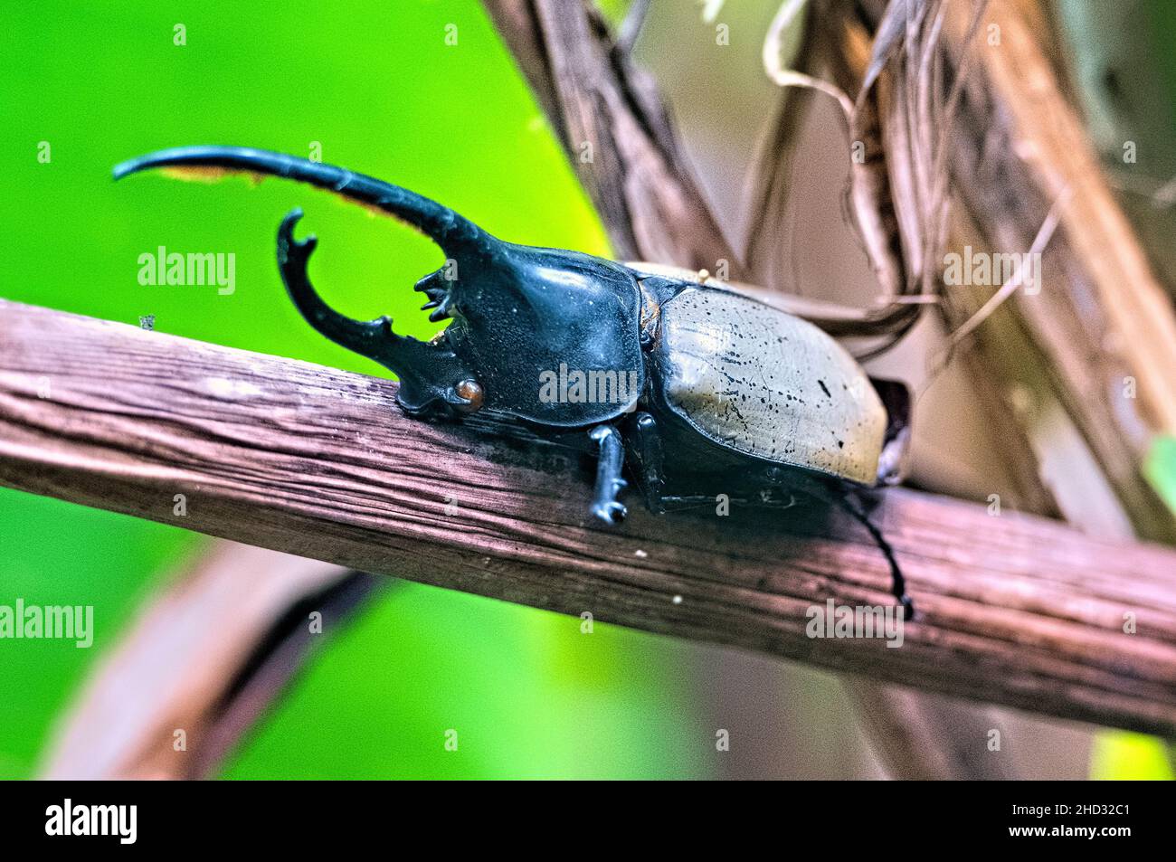 Hercules Beetle (Dynastes hercules), Monteverde Cloud Forest Reserve, Costa Rica Stockfoto