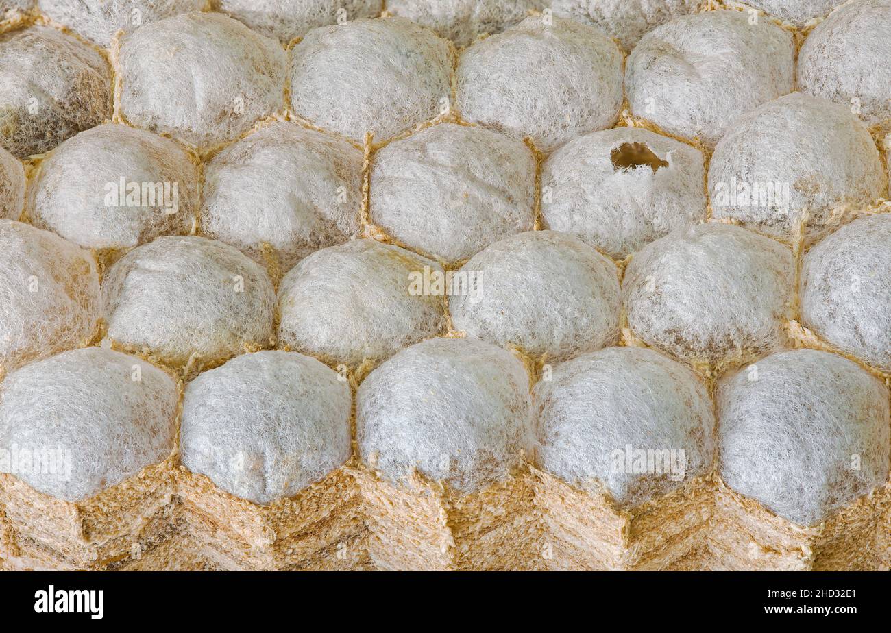 European Hornet Nest Sechseckiger Cocoon Hintergrund Stockfoto
