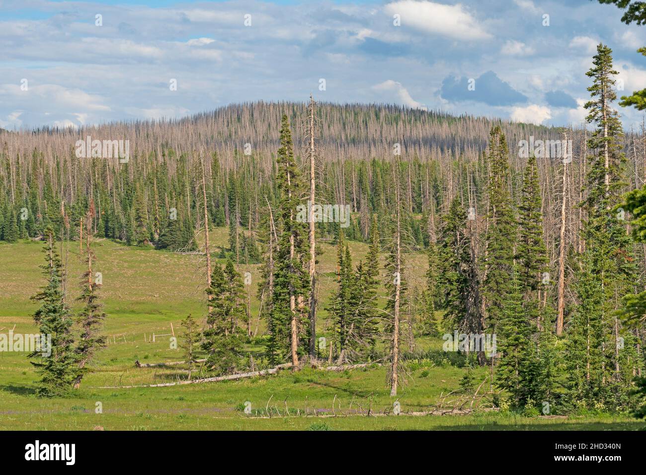 Dying Forest hoch auf einem Bergrücken in Cedar Breaks National Monument in Utah Stockfoto