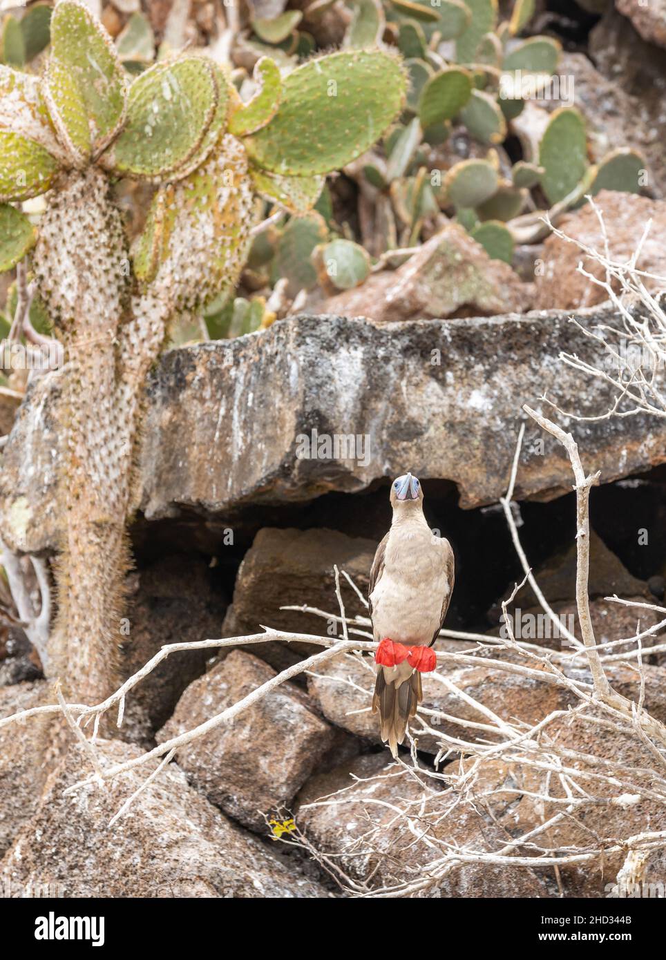 Rotfußbooby auf einem blattlosen Ast mit Kaktus und Landschaft im Hintergrund Stockfoto