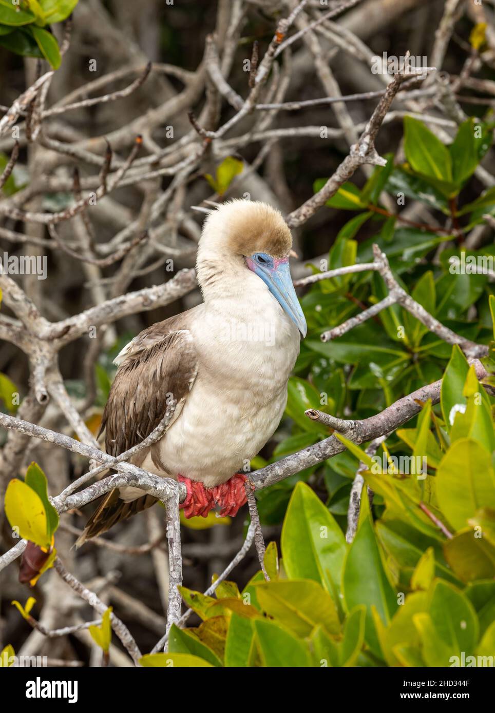 Rotfußbooby auf Mangrovenzweig mit Ästen und Blättern im Hintergrund Stockfoto