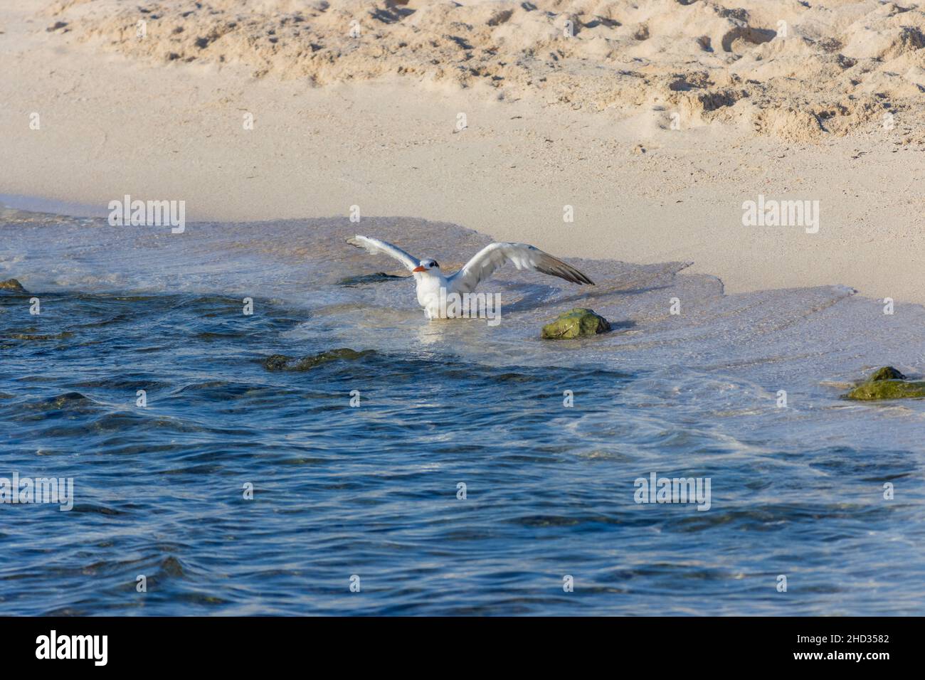 Weiße Möwe steht am Strand mit ausgebreiteten Flügeln Stockfoto