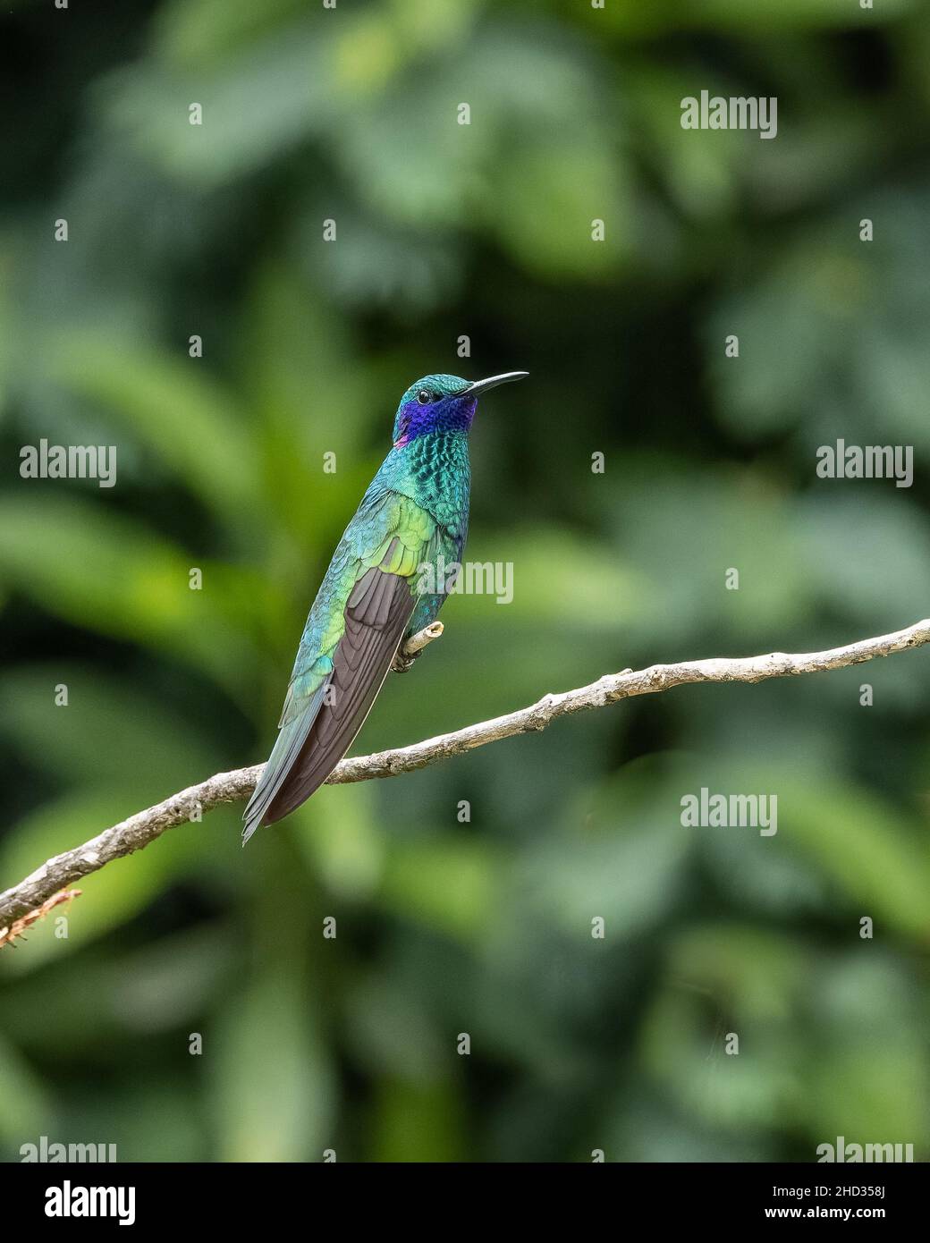 Funkelnder Violetar-Kolibri in Ecuador Stockfoto