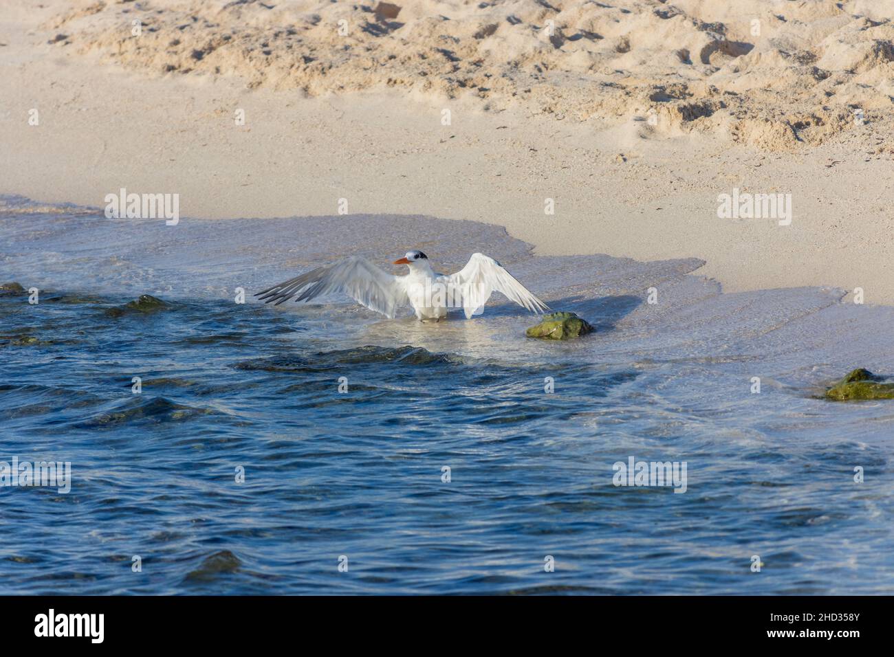 Weiße Möwe steht am Strand mit ausgebreiteten Flügeln Stockfoto