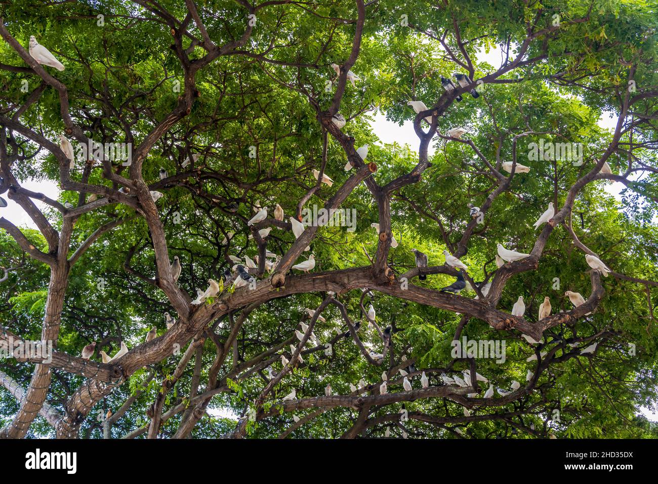 Weiße und graue Tauben auf dem Baum in Honolulu, Hawaii Stockfoto