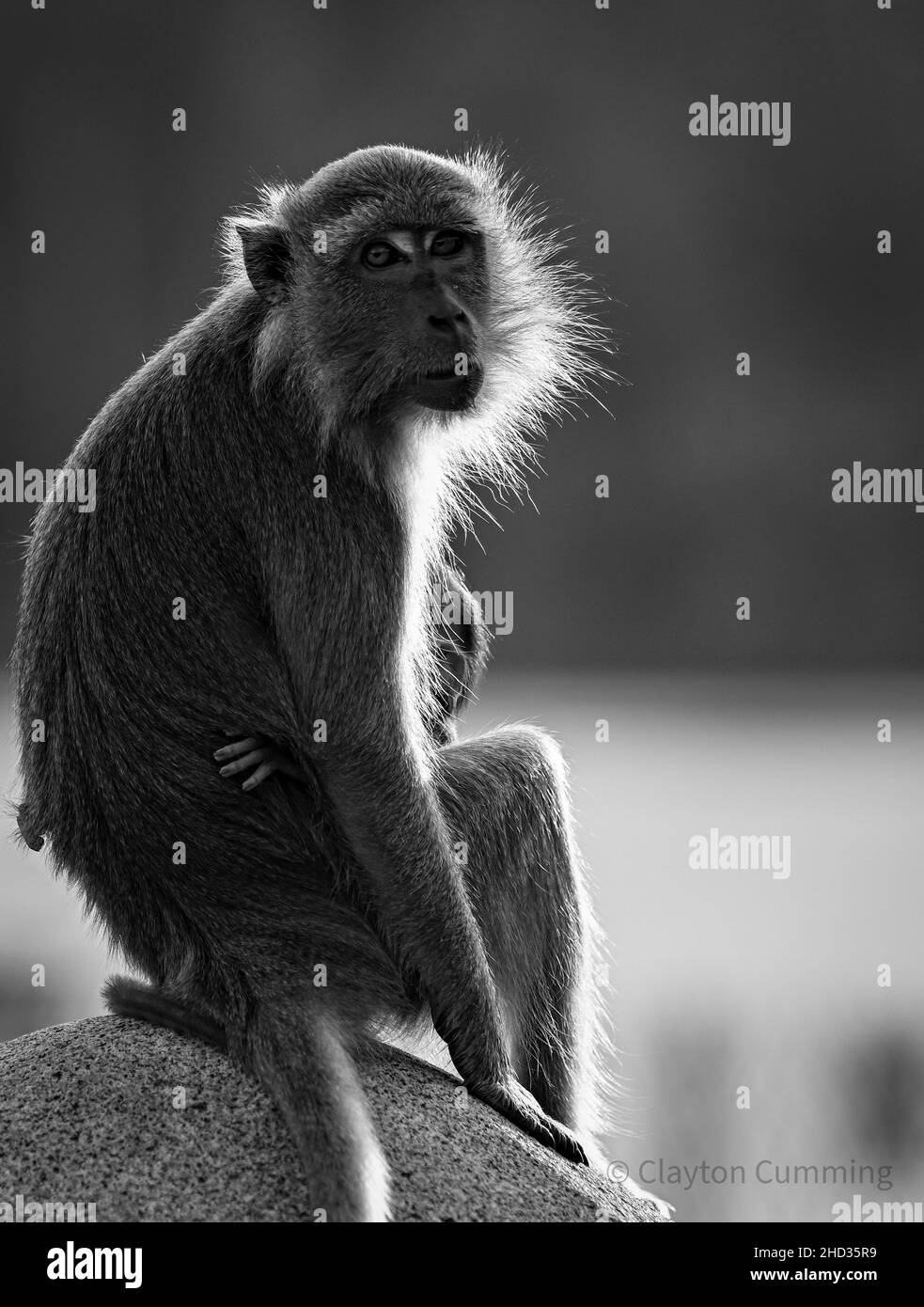 Vertikale Aufnahme eines makaken Affen in Schwarz und Weiß mit verschwommenem Hintergrund Stockfoto