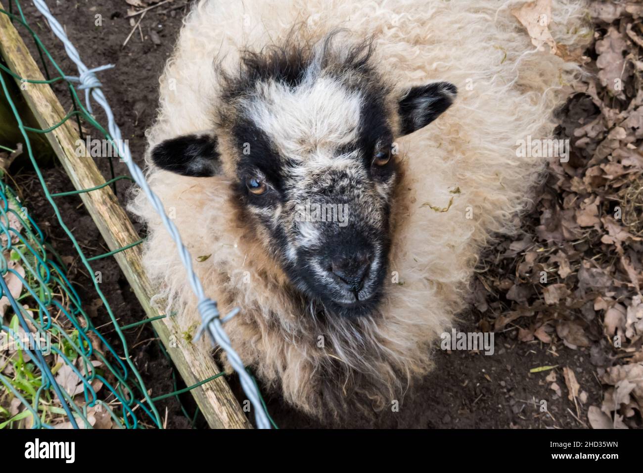 Nahaufnahme eines Schafes, das auf die Kamera schaut Stockfoto