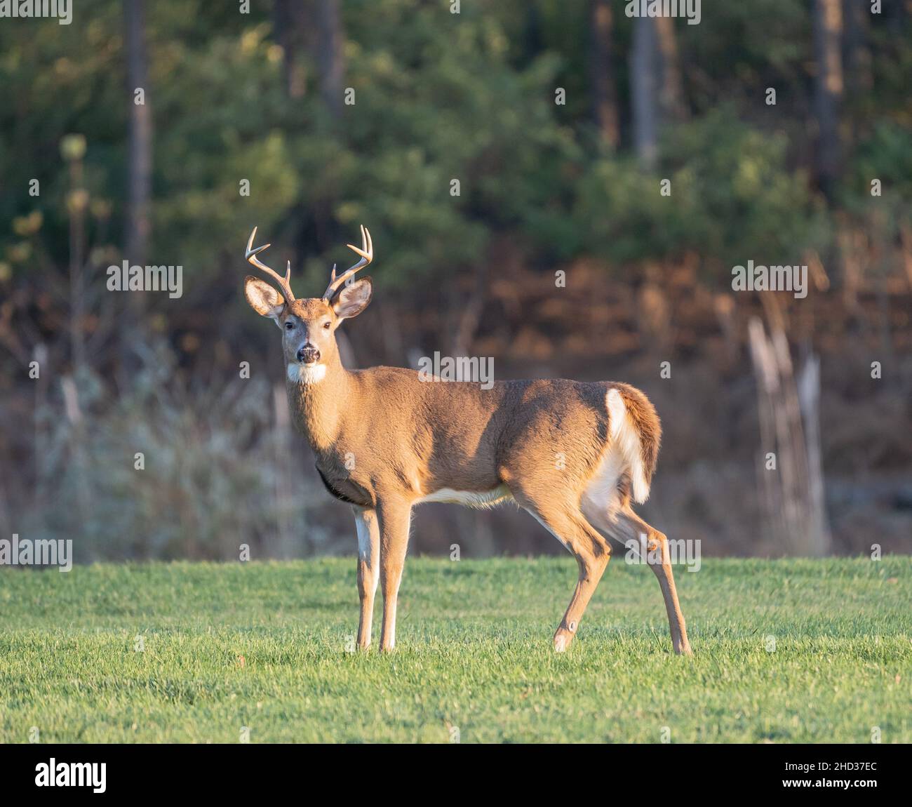 Großer männlicher Weißschwanzhirsch (Odocoileus virginianus) blickt in die Kamera. Stockfoto