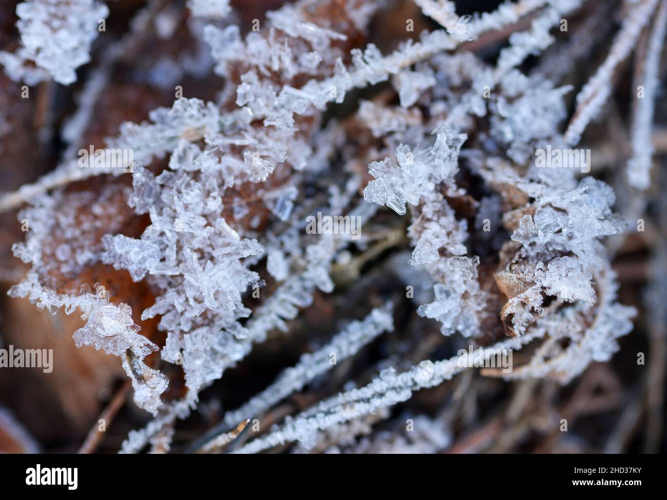 Eisiger Kristall auf einem Busch im Winter Makro-Detail Stockfoto