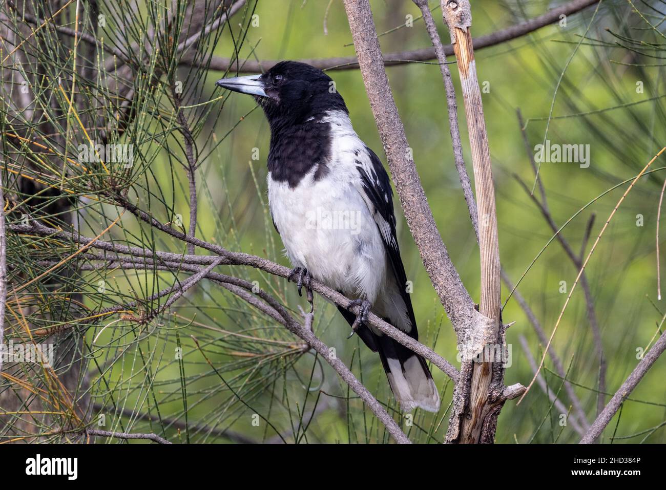 Australischer geduckter Butcherbird, der in einem Sheoak-Baum thront Stockfoto