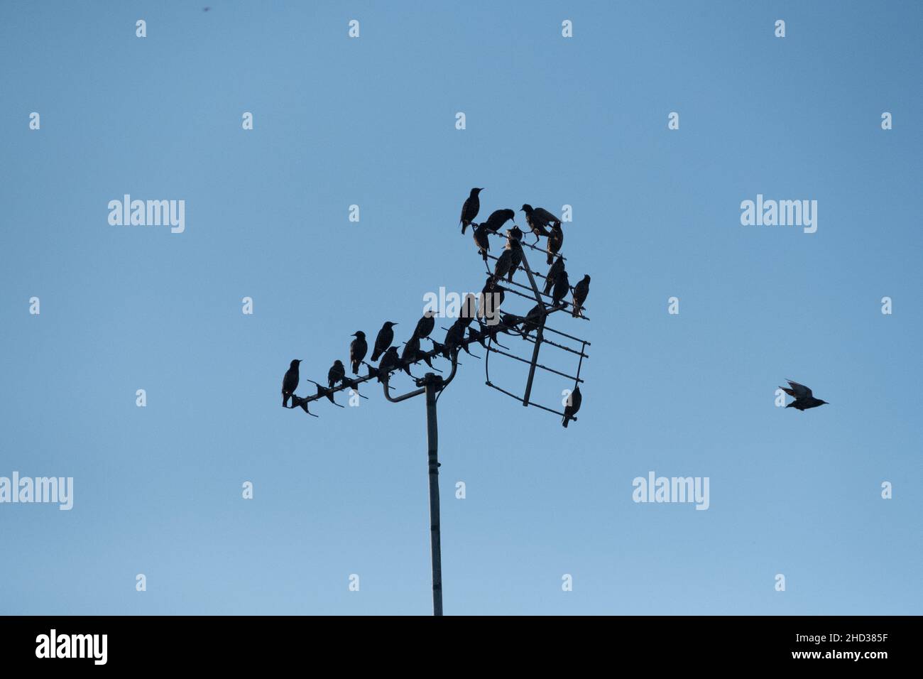 Vogelschar, der auf einer Fernsehantenne thront, einer fliegt davon Stockfoto