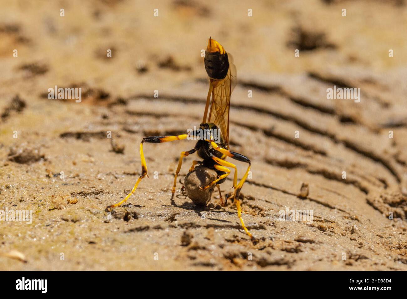 Australischer Schlamm Dauber Wasp sammelt Schlamm für die Nestherstellung Stockfoto