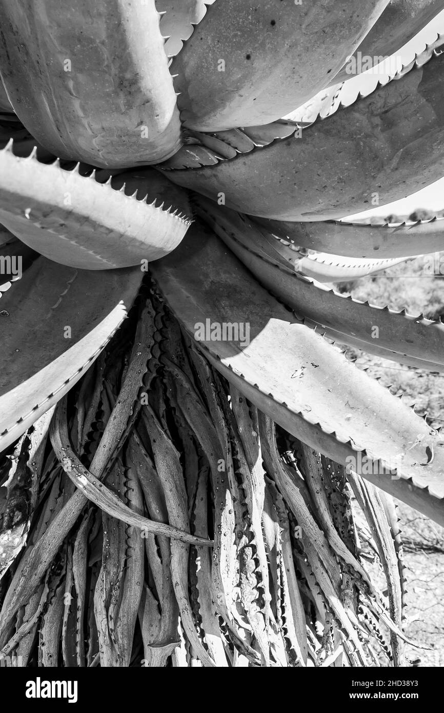 Graustufen Aufnahme von Aloe Vera Pflanze unter dem Sonnenlicht Stockfoto