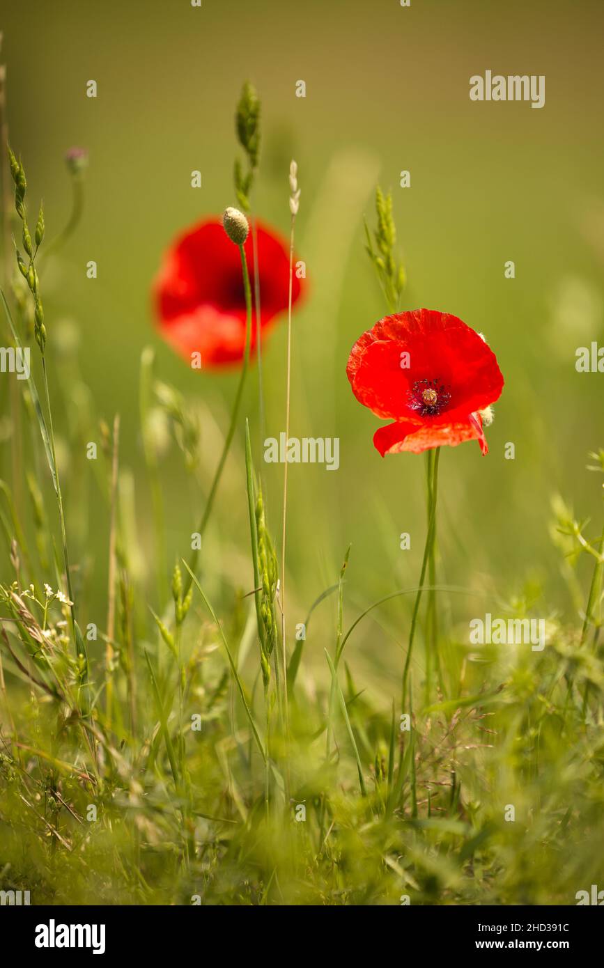 Vertikale Aufnahme von roten Mohnblumen auf dem Feld Stockfoto