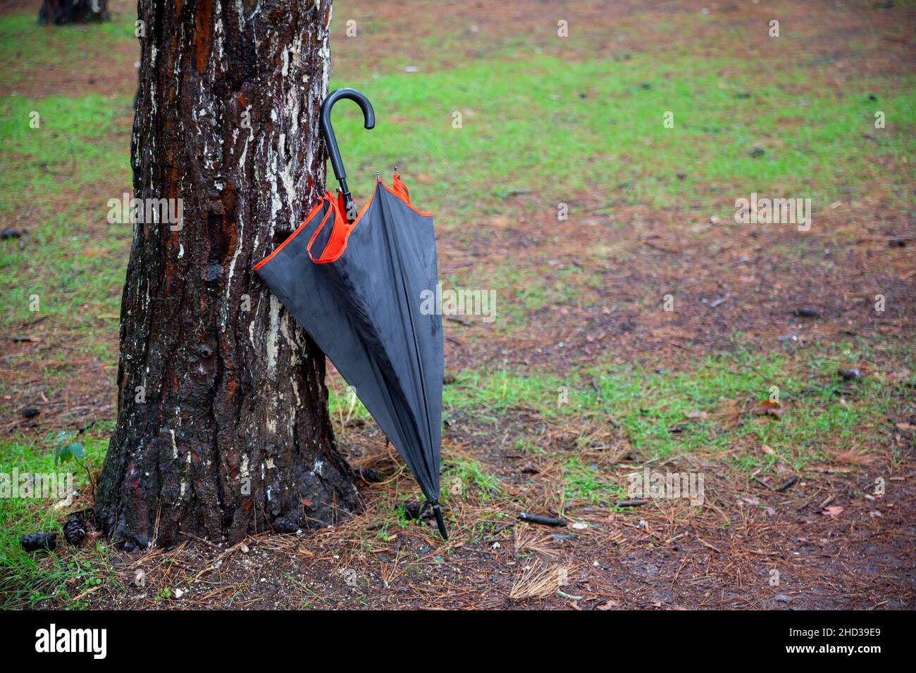 Vorderansicht Regenschirm steht neben Baumstamm Stockfoto