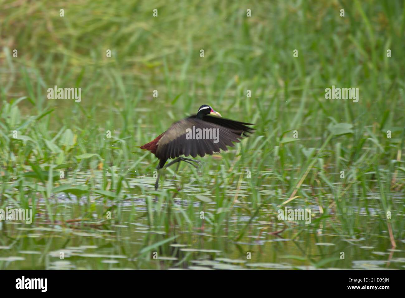 Nahaufnahme eines bronzefarbenen, geflügelten Jacana-Vogels, der in Thailand vom Wassergras abfliegt Stockfoto