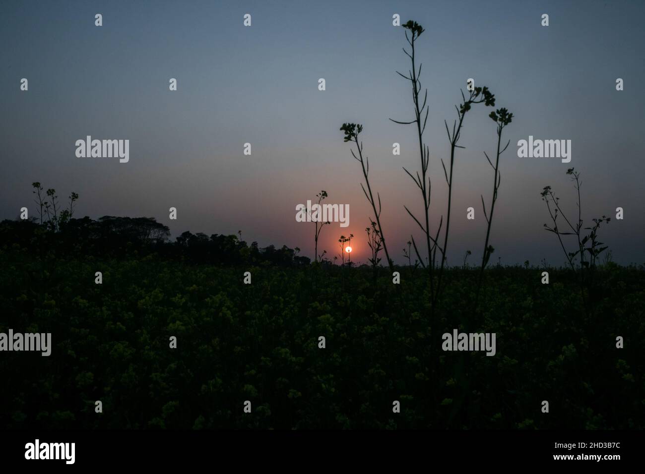 Dhaka, Bangladesch. 31st Dez 2021. Ein gelbes Senffeld ist während des Sonnenuntergangs am Stadtrand von Dhaka abgebildet. Senf ist eine Ernte bei kühlem Wetter und wird aus Samen, die im frühen Frühjahr gesät wurden, angebaut. Von Mitte Dezember bis Ende Januar kultivieren die bangladeschischen Bauern ihre Ernte von leuchtend bunten gelben Senfblüten, die in voller Blüte stehen. (Foto: Sazzad Hossain/SOPA Images/Sipa USA) Quelle: SIPA USA/Alamy Live News Stockfoto