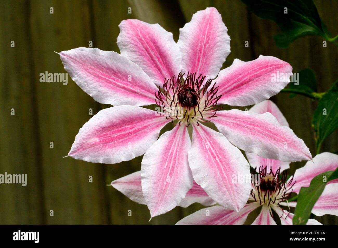 Eine Nahaufnahme einer rosa-weißen Blume einer kultivierten Clematis-Pflanze/Rebe von Nelly Moser in einem Garten in Nanaimo, Vancouver Island, BC, Kanada, im Juni Stockfoto