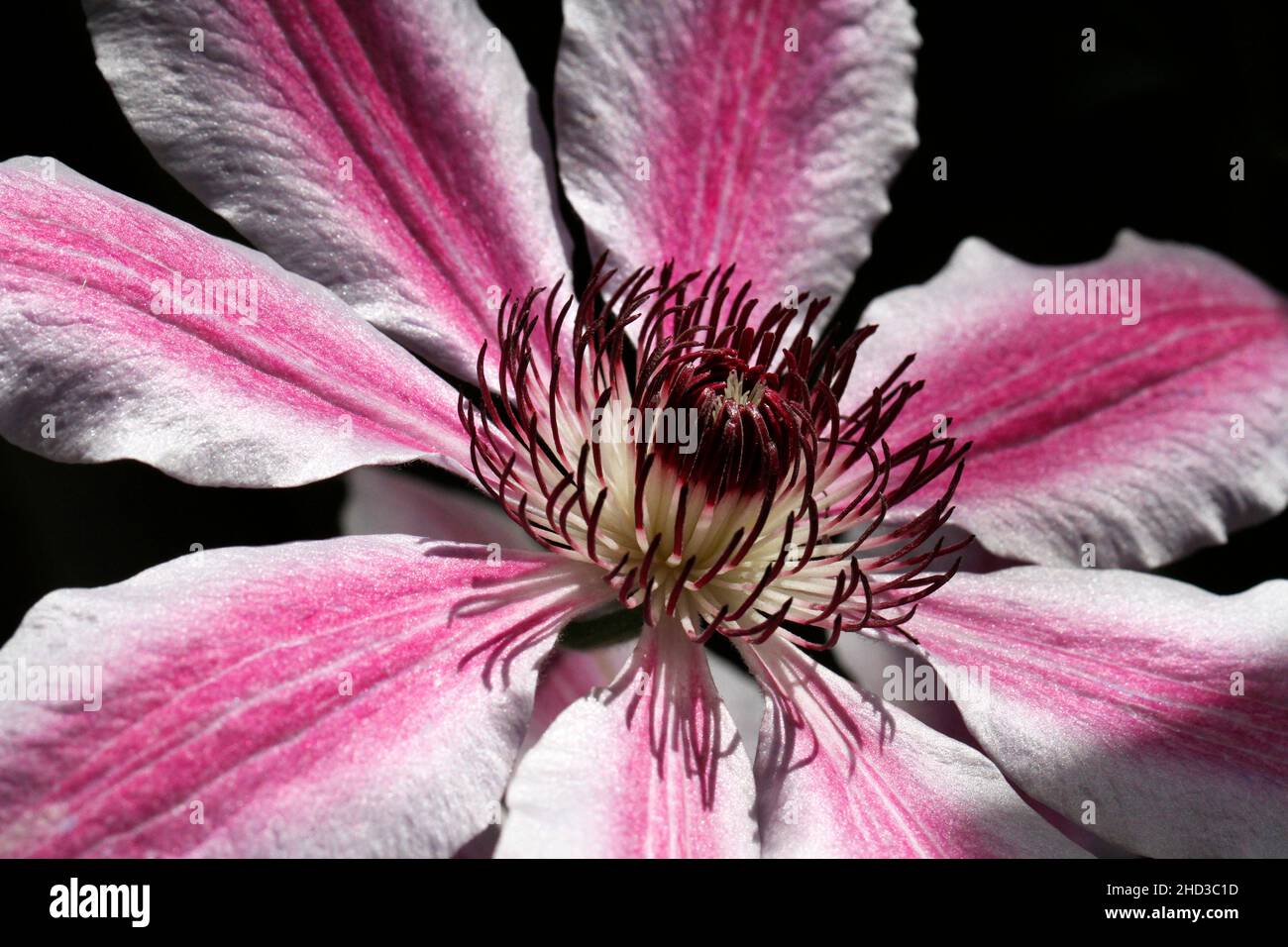 Eine Nahaufnahme einer rosa-weißen Blume einer kultivierten Clematis-Pflanze/Rebe von Nelly Moser in einem Garten in Nanaimo, Vancouver Island, BC, Kanada, im Juni Stockfoto