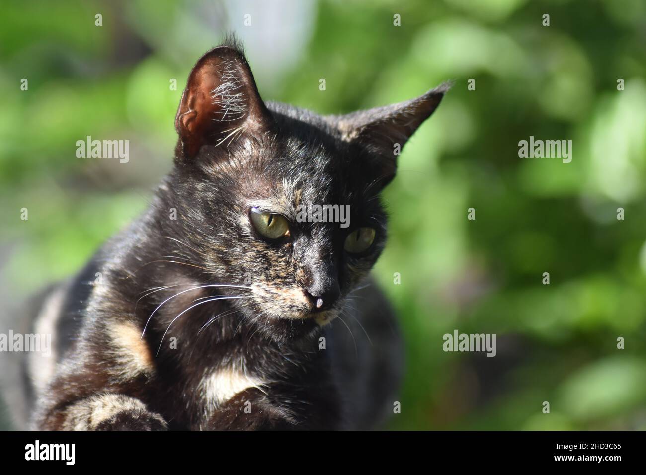 Heftig aussehende Katze Stockfoto