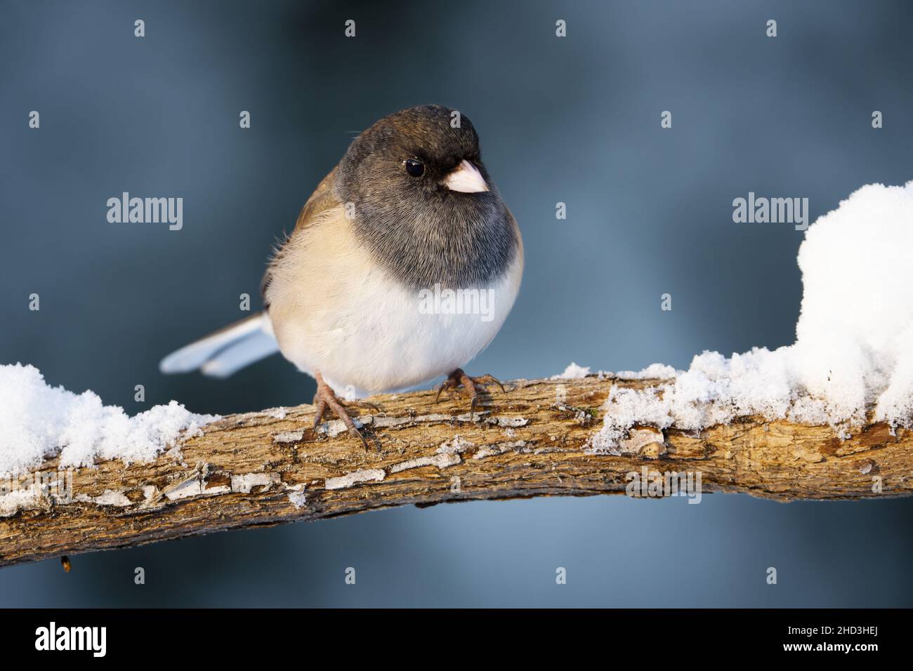 Männlicher dunkeläugiger junco, der auf einem verschneiten Ast thront, Snohomish, Washington, USA Stockfoto