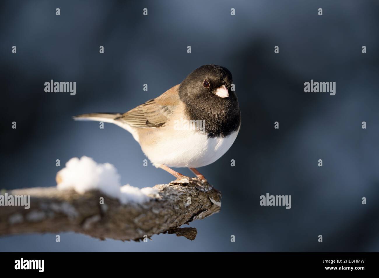 Männlicher dunkeläugiger junco, der auf einem verschneiten Ast thront, Snohomish, Washington, USA Stockfoto
