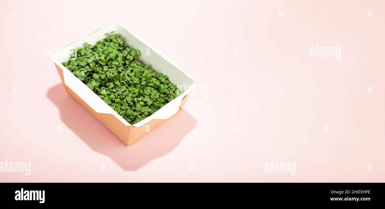 Microgreens in einer Einweg-Öko-Papierbox mit Sonnenblumenkernen. Idee für einen gesunden veganen Lieferservice. Grüne, mikrogrüne Werbung. Mikro Stockfoto