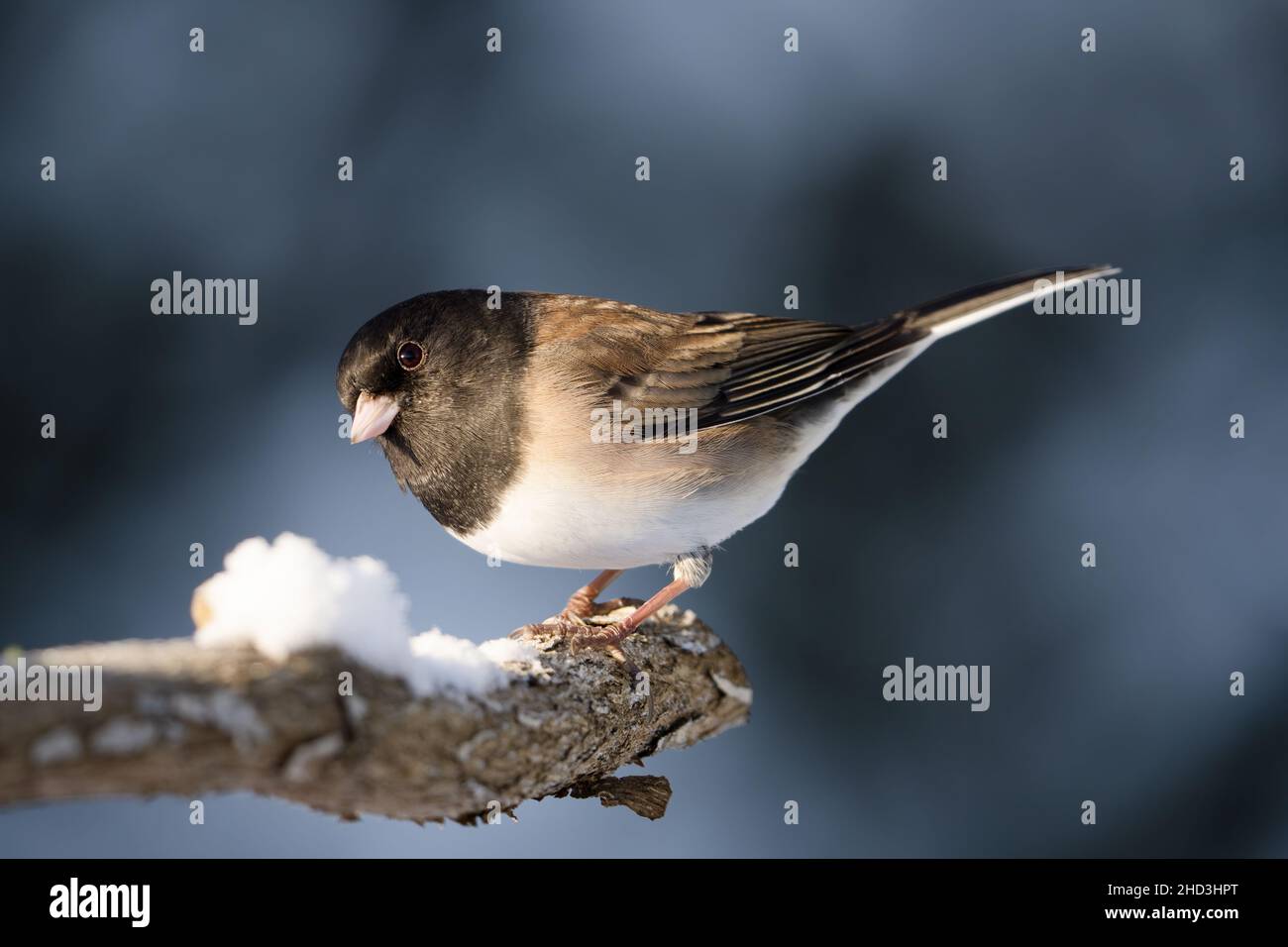 Männlicher dunkeläugiger junco, der auf einem verschneiten Ast thront, Snohomish, Washington, USA Stockfoto