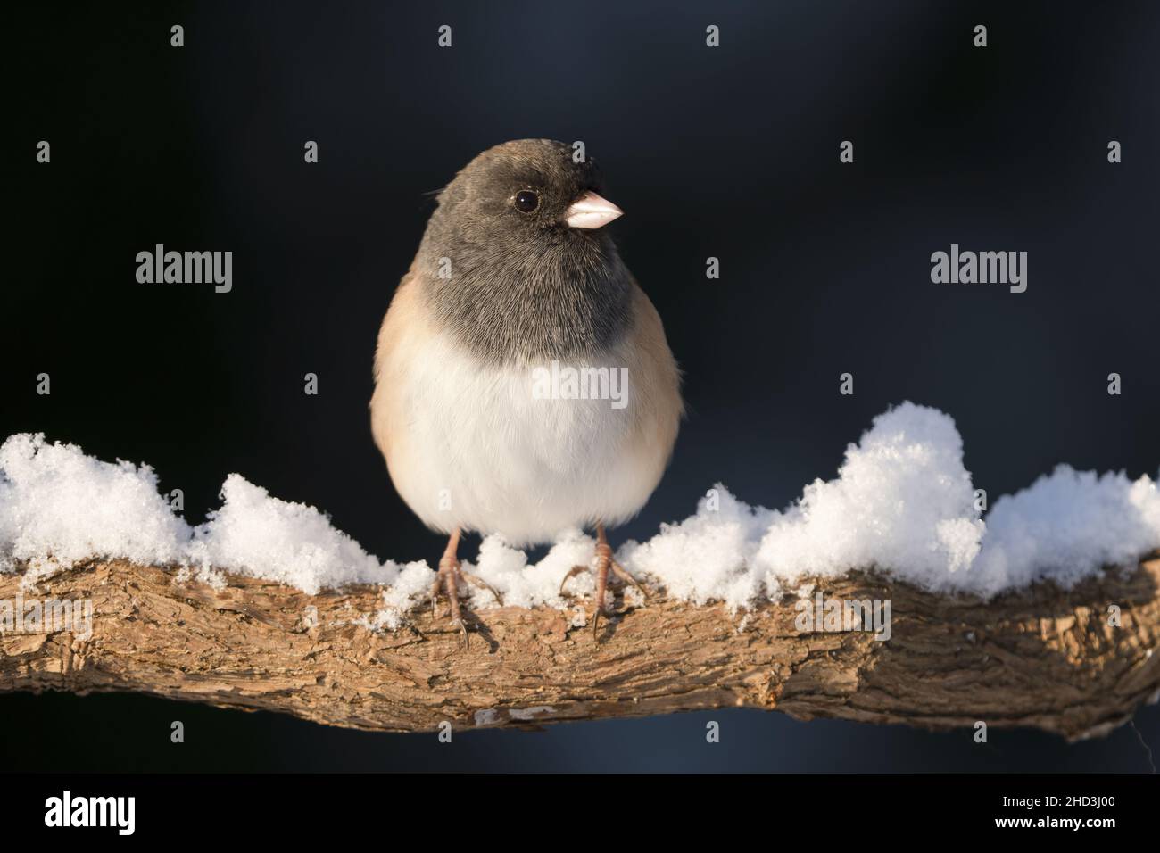 Weibliche dunkeläugige junco thronte auf verschneiten Ast, Snohomish, Washington, USA Stockfoto