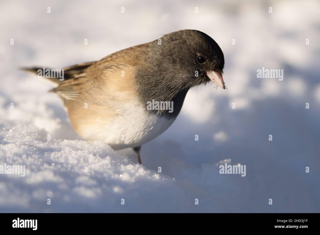 Weibchen mit dunklen Augen auf der Nahrungssuche im Schnee, Snohomish, Washington, USA Stockfoto