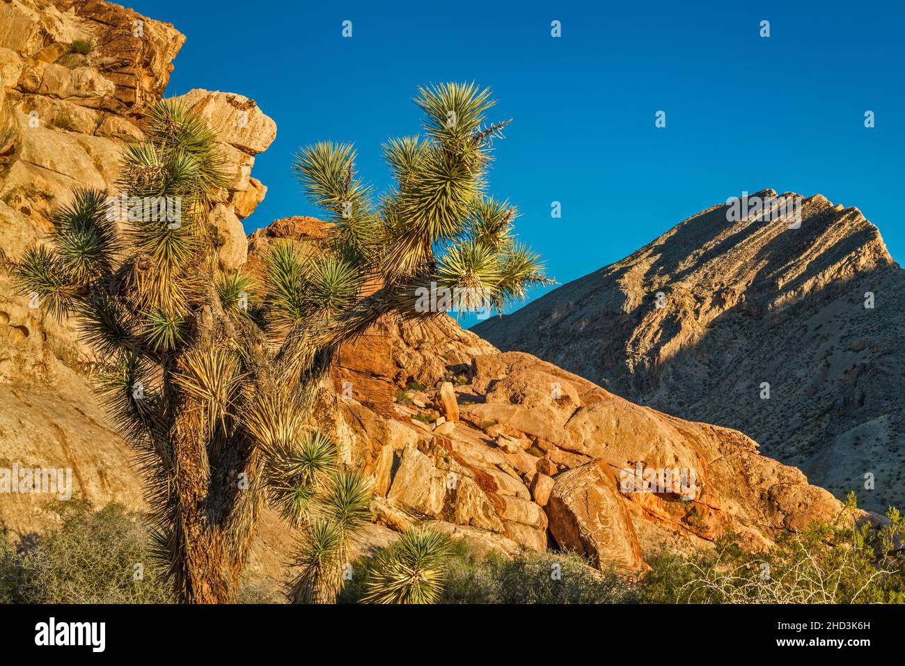 Joshua-Baum, Jurassic Sandstone Rocks, Paläozoic marine Kalksteinmassiv, Sonnenaufgang, Whitney Pocket Area, Gold Butte National Monument, Nevada, USA Stockfoto