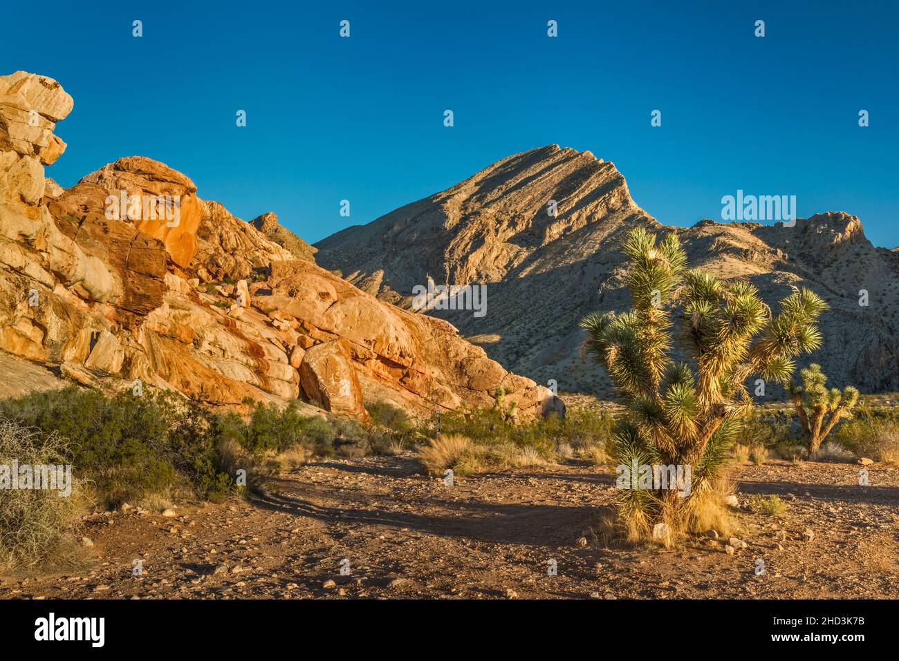 Joshua Trees, Jurassic Sandstone Rocks, Palaeozoic marine Limestone Massiv, Sunrise, Whitney Pocket Area, Gold Butte National Monument, Nevada, USA Stockfoto