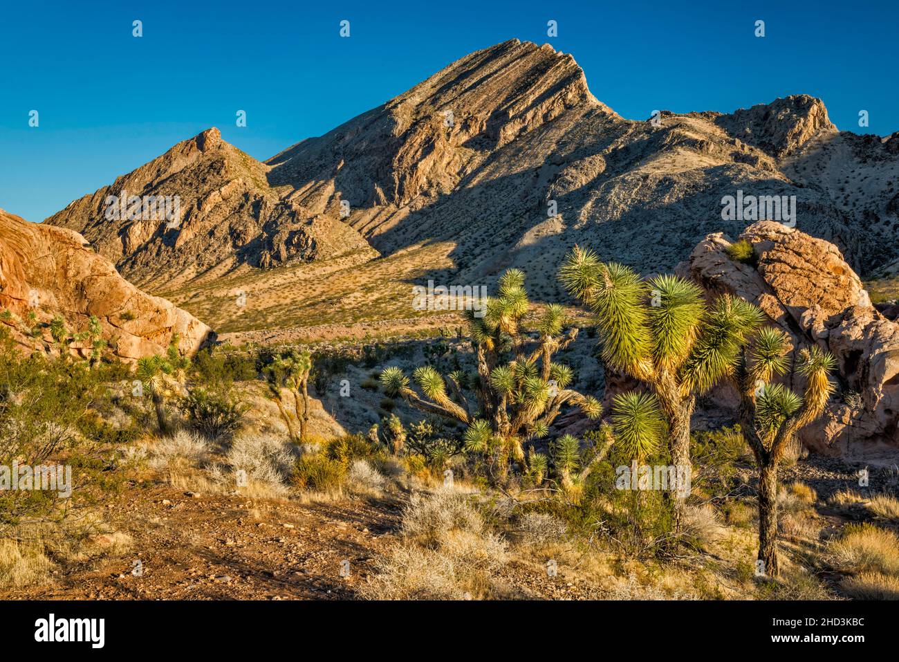 Joshua Trees, Jurassic Sandstone Rocks, Palaeozoic marine Limestone Massiv, Sunrise, Whitney Pocket Area, Gold Butte National Monument, Nevada, USA Stockfoto