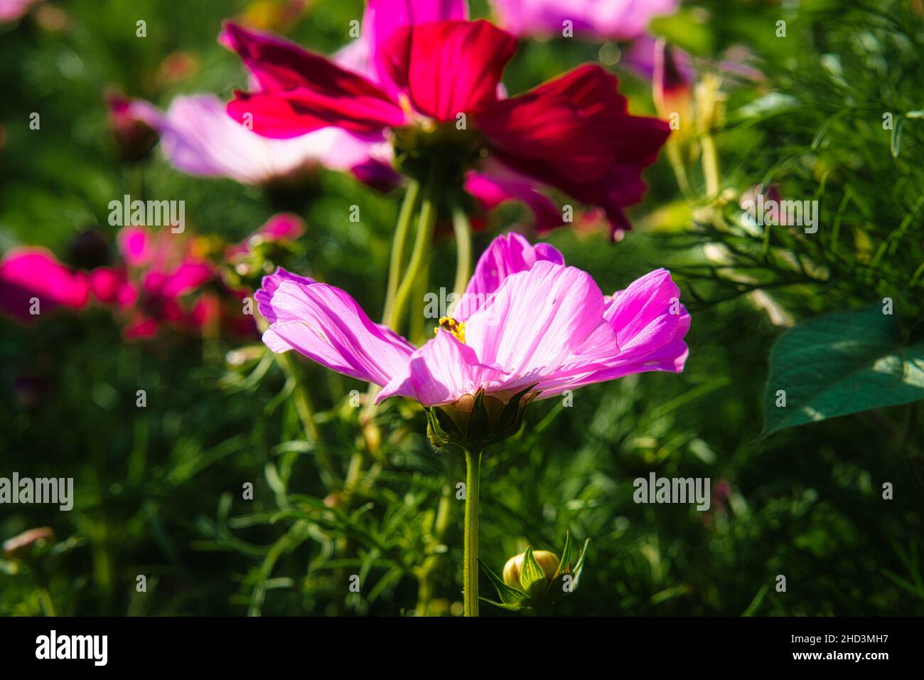 Blumenwiese mit verschiedenfarbigen Blüten. Frühling und Sommer Blumenwiese. Romantischer Anblick Stockfoto