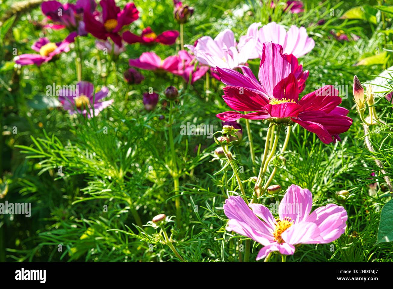 Blumenwiese mit verschiedenfarbigen Blüten. Frühling und Sommer Blumenwiese. Romantischer Anblick Stockfoto