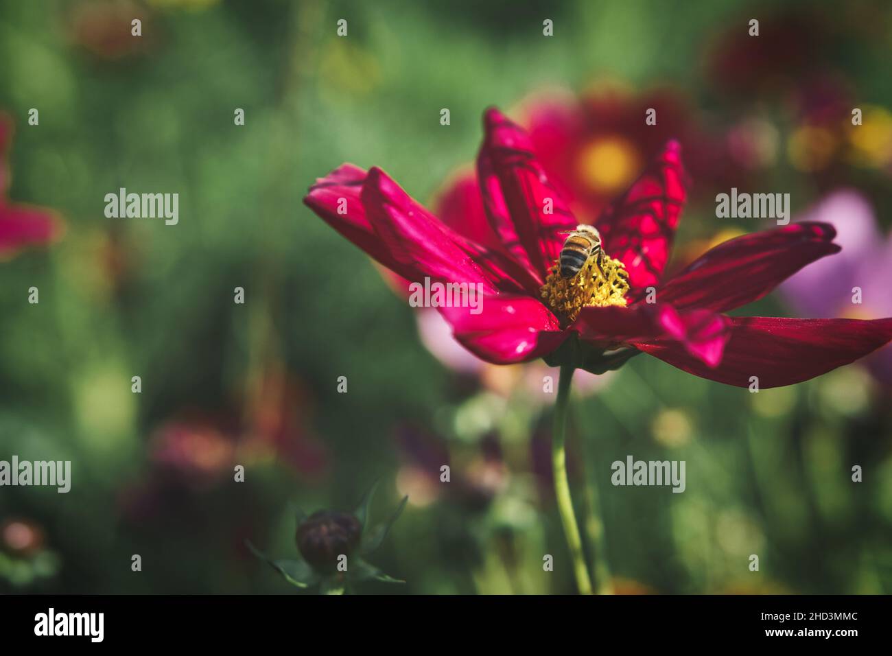 Rote Blume mit schönen Blütenblättern, die individuell auf einer Blumenwiese dargestellt sind. Die Blume in der Wiese Bokeh Stockfoto