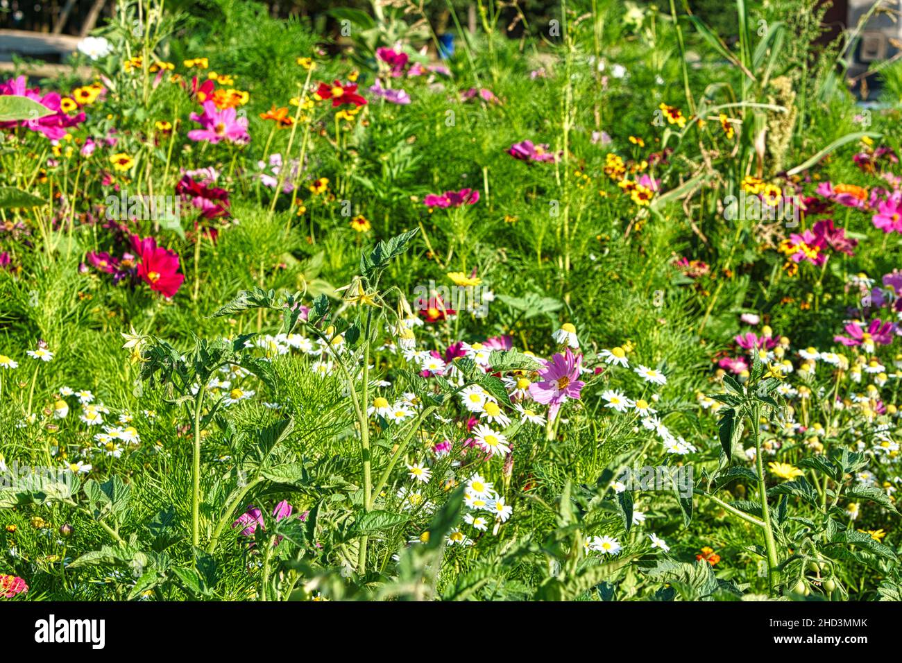 Blumenwiese mit verschiedenfarbigen Blüten. Frühling und Sommer Blumenwiese. Romantischer Anblick Stockfoto