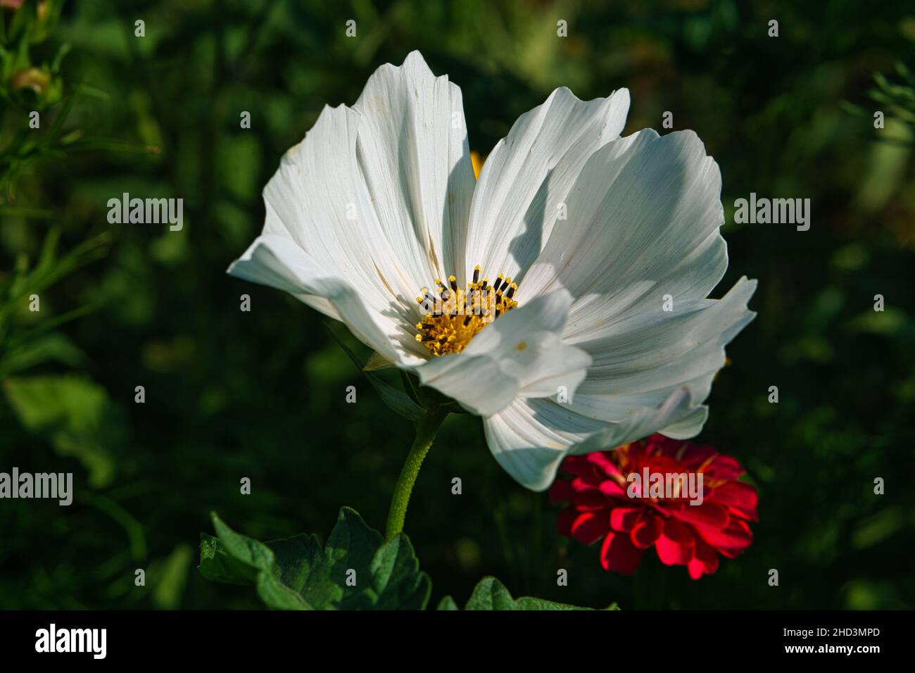 Weiße Blume mit schönen Blütenblättern, die individuell auf einer Blumenwiese dargestellt sind. Die Blume in der Wiese Bokeh Stockfoto