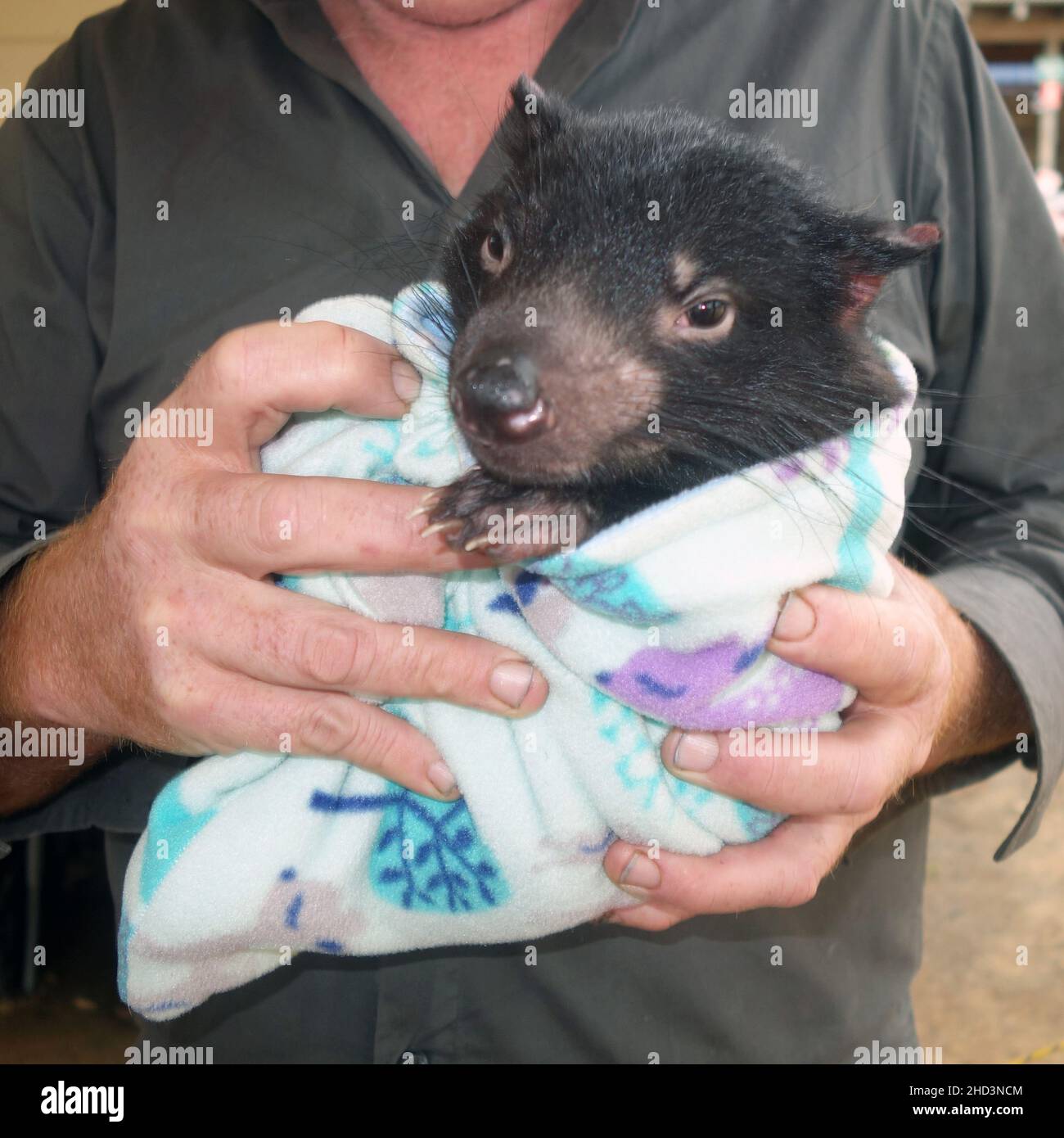 Jugendlicher Tasmanischer Teufel (Sarcophilus harrisii) in Pflege, Aussie Arks, Barrington Tops, NSW, Australien. Nein, MR Stockfoto