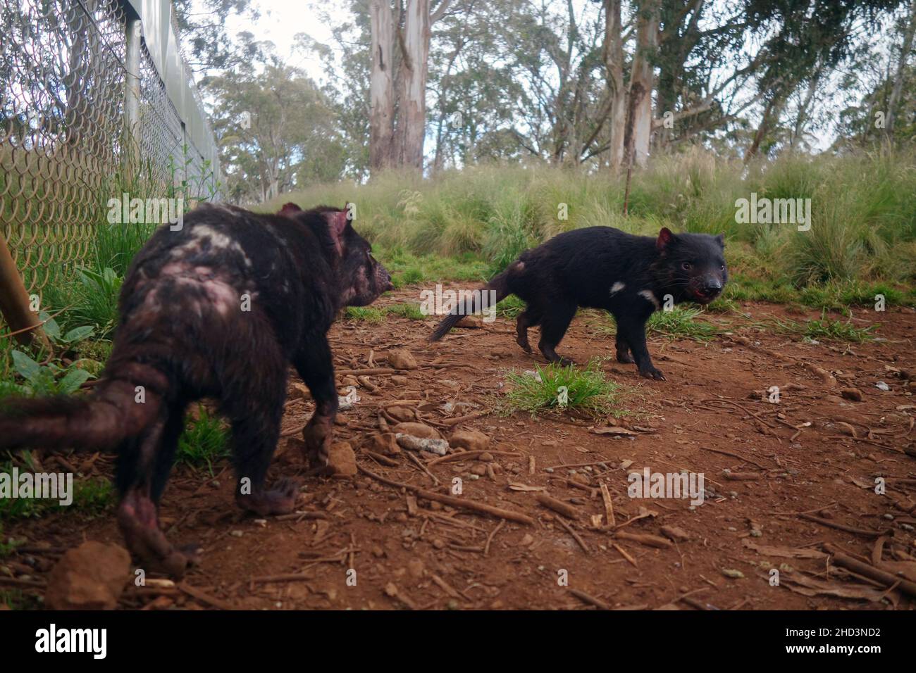 Erwachsene männliche Tasmanische Devils (Sarcophilus harrisii) in Gehegen als Teil der Versicherungspopulation in Aussie Arks, Barrington Tops, NSW, Australien Stockfoto