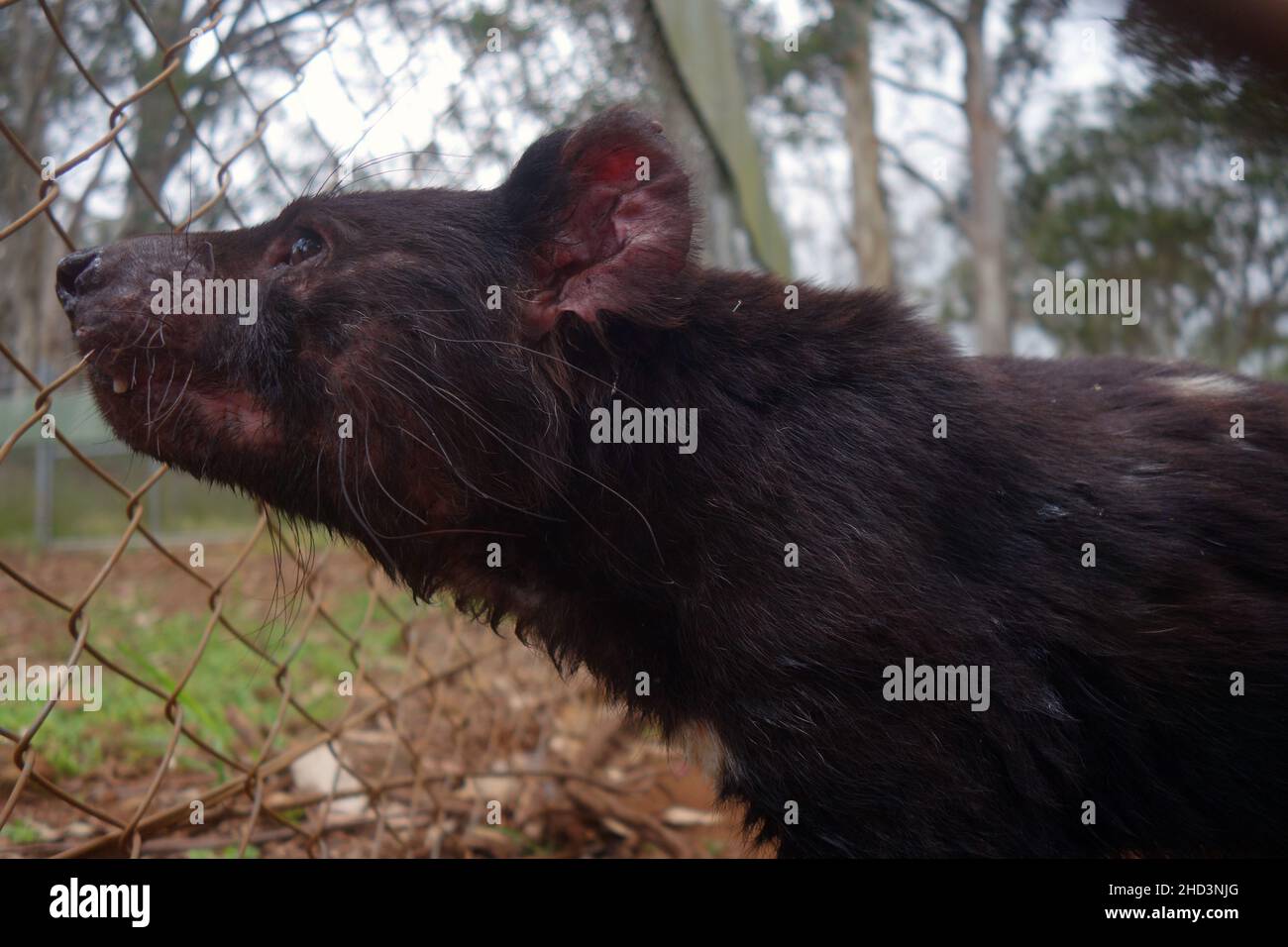 Erwachsener männlicher Tasmanischer Teufel (Sarcophilus harrisii), der als Teil der Versicherungspopulation bei Aussie Arks, Barrington Tops, NSW, Australien, exclosiert wurde Stockfoto