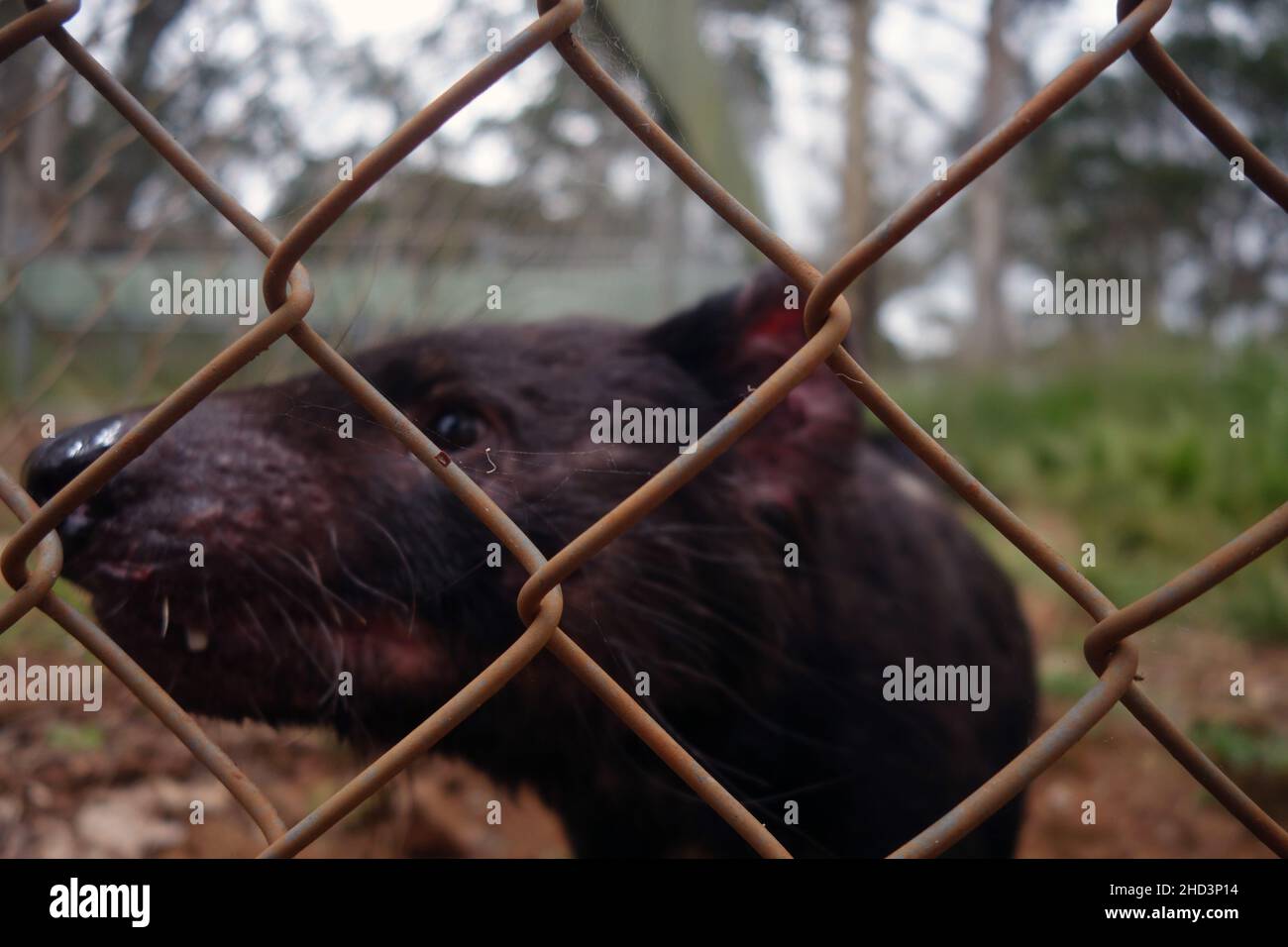 Erwachsener männlicher Tasmanischer Teufel (Sarcophilus harrisii), der als Teil der Versicherungspopulation bei Aussie Arks, Barrington Tops, NSW, Australien, exclosiert wurde Stockfoto