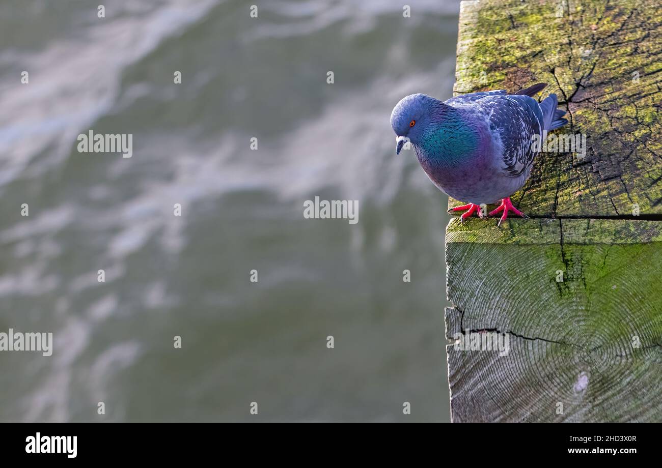 Nahaufnahme Porträt einer schönen Taube in der Nähe des Wassers, Hintergrund für Text Stockfoto