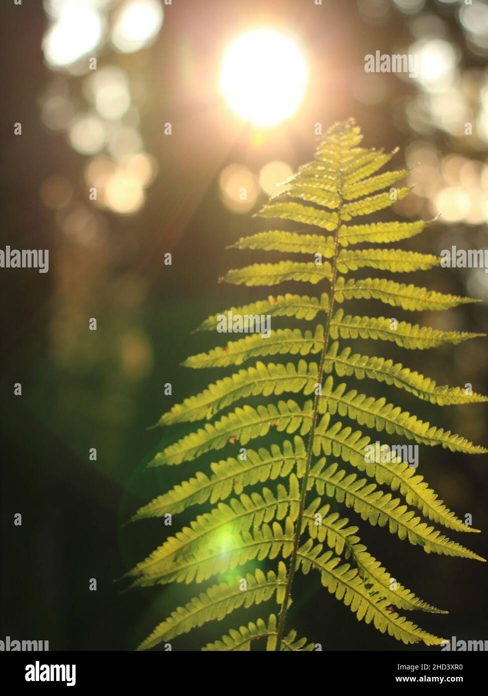 Grüner Farn im Wald mit Sonne, die durch die Bäume guckt Stockfoto