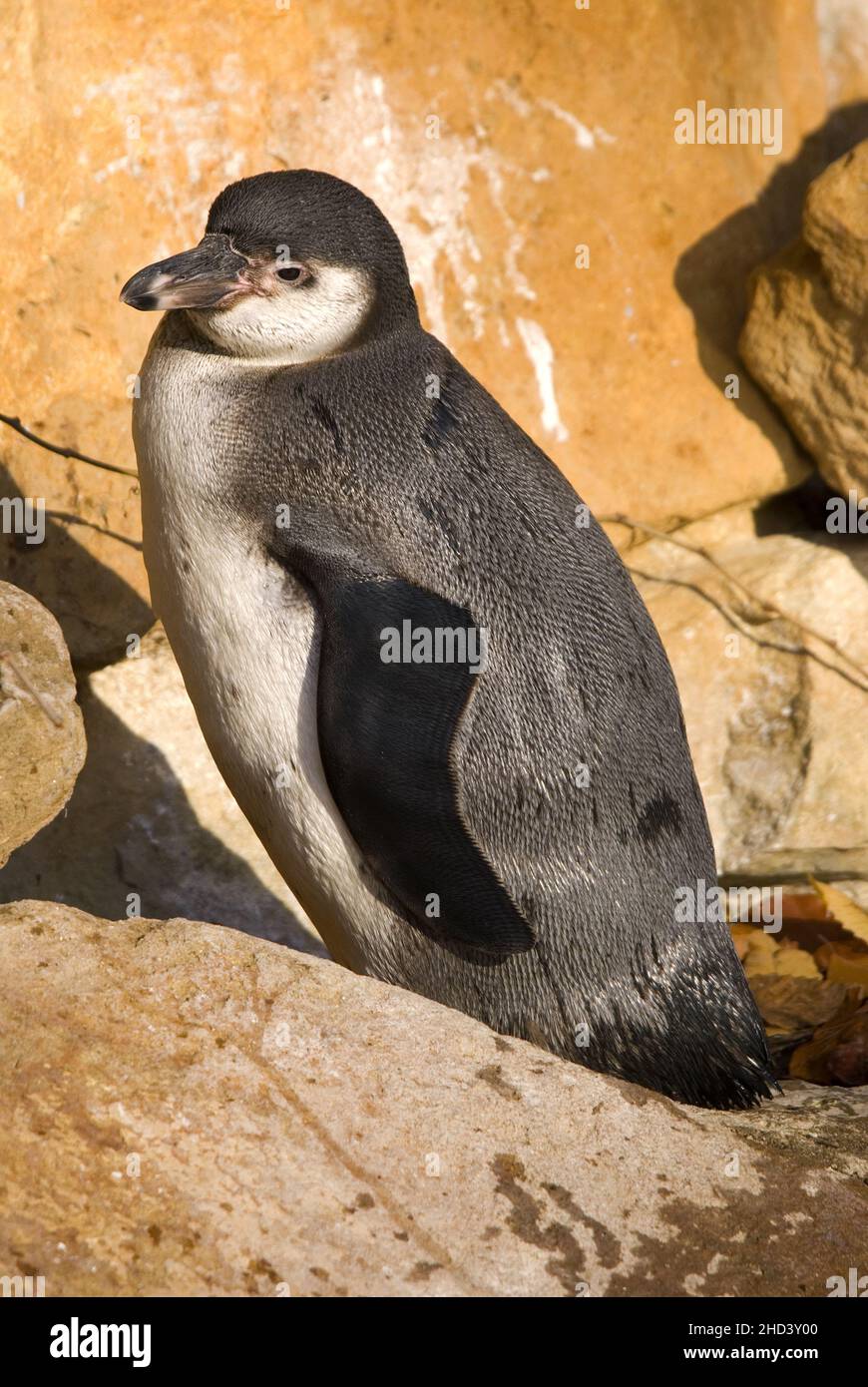 Humboldt-Pinguin - Spheniscus humboldti, mittelgroßer Pinguin von der südamerikanischen Ozeanküste, Chile. Stockfoto