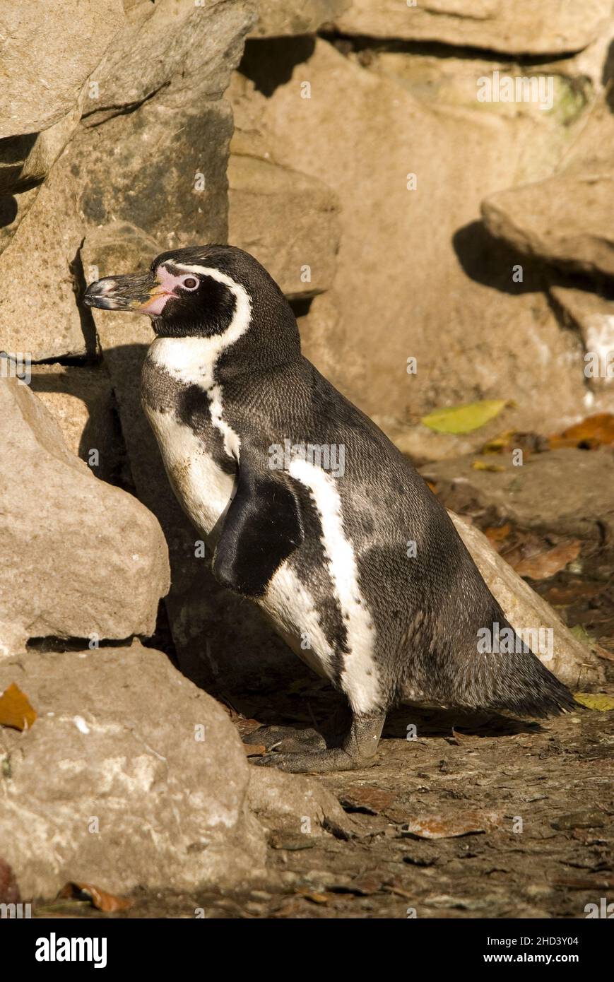 Humboldt-Pinguin - Spheniscus humboldti, mittelgroßer Pinguin von der südamerikanischen Ozeanküste, Chile. Stockfoto