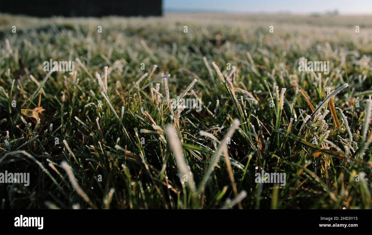 Nahaufnahme eines Rauhfrosts auf grünem Gras – perfekt für den Hintergrund Stockfoto