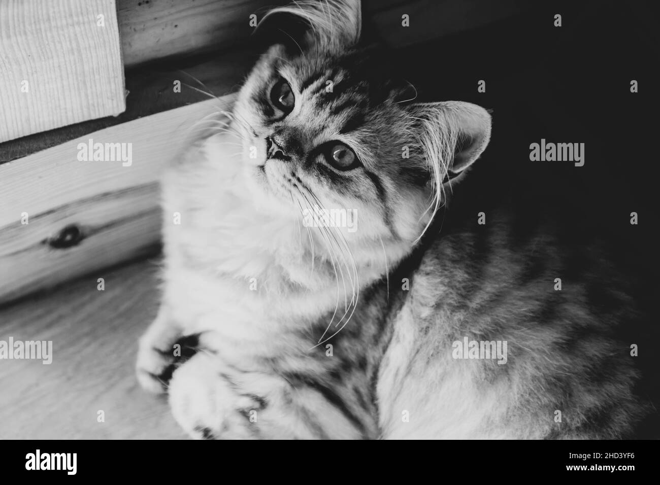 Niedliche Perserkatze, die zu Hause auf dem Boden sitzt Stockfoto