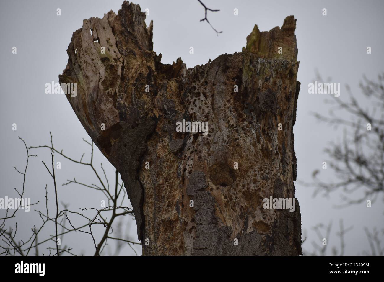 Toter Baum mit ungewöhnlichen Markierungen Stockfoto